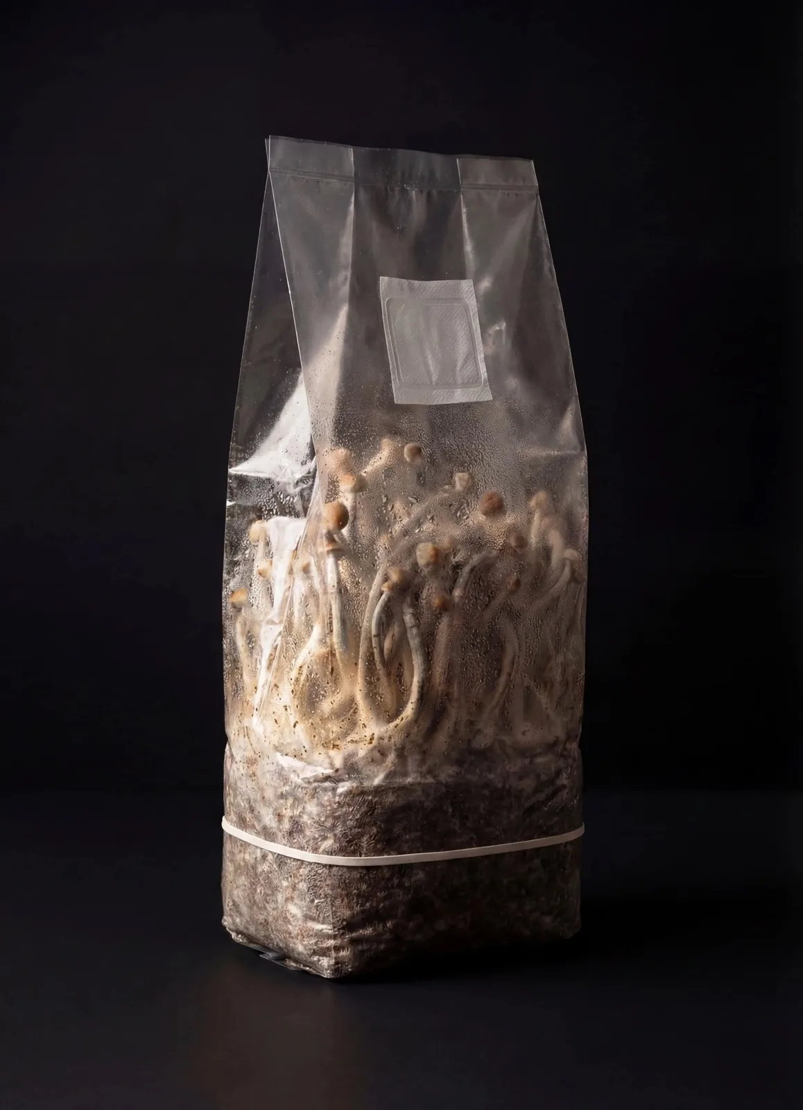Foto del producto growkit Psilocybe Cubensis